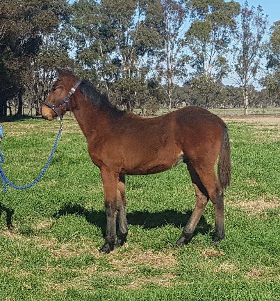 SuccessStud's tweet photo. Attention Pinhook buyers
Captaintreacherous @EmpireStallions colt from Falcon Seelster mare Miss Fantastic nz. Available via APG Online auction @AustPacingGold
#successbreedssuccess #dowhatulovenlovewhatudo #52yearsofsuccess #ourbrandyoursuccess https://t.co/vrUgVa2Im1