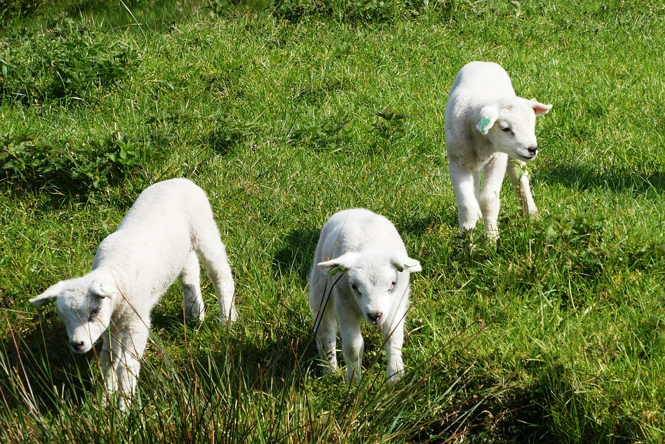 veganfuture's tweet photo. Love lambs. Don't eat them | #GoVegan https://t.co/Pdjssch2nx