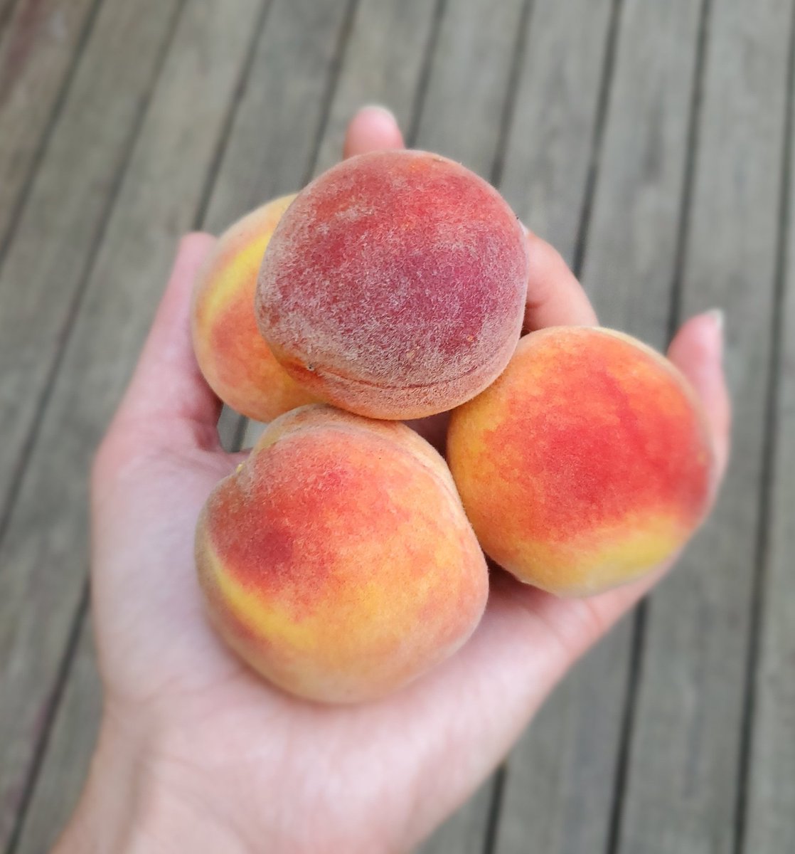 JennSpinosi's tweet photo. Peaches are undersized because I did a poor job pruning and disbudding, but they are still freaking delicious.  #redhaven #victorygarden https://t.co/EZNlB1wu5T