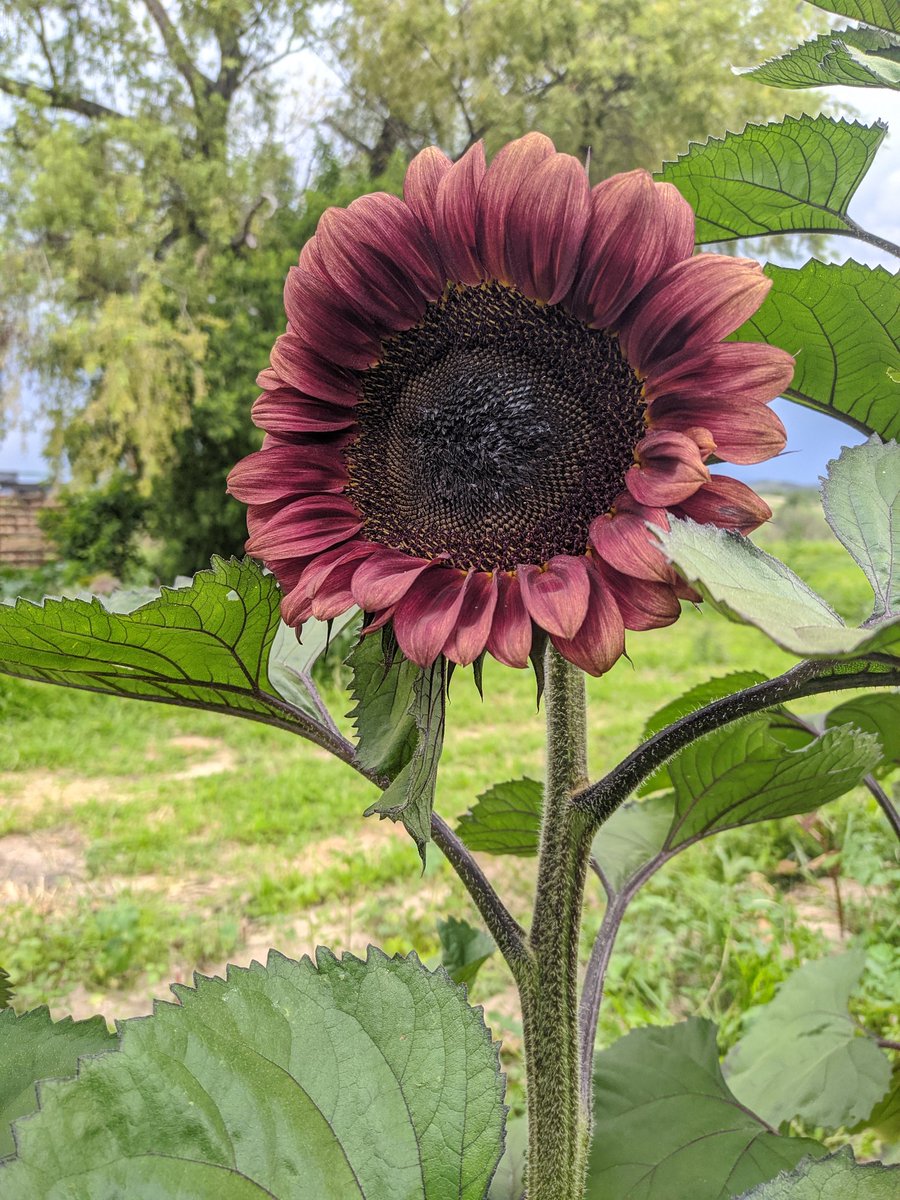 Carcito's tweet photo. Ya abrieron más flores!! 🌻🐝😍

Ubicación de la parcela: 
San Sebastián Xochimilco Magdalena Apasco etla

 https://t.co/5uoUdpFslD https://t.co/42dPBcYbwN