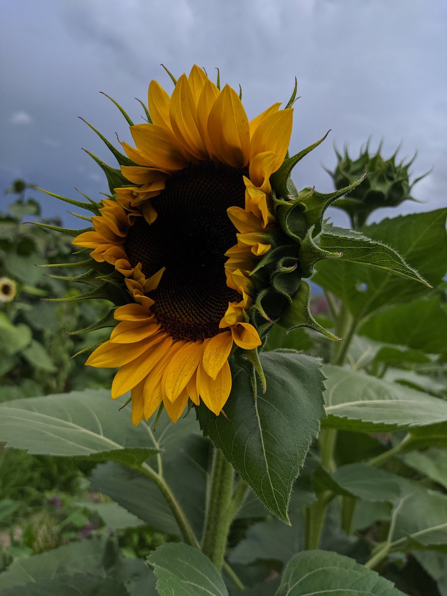 Carcito's tweet photo. Ya abrieron más flores!! 🌻🐝😍

Ubicación de la parcela: 
San Sebastián Xochimilco Magdalena Apasco etla

 https://t.co/5uoUdpFslD https://t.co/42dPBcYbwN