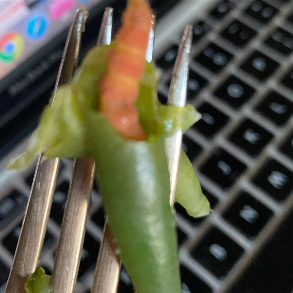 Retired Teacher - life long learner tweet media