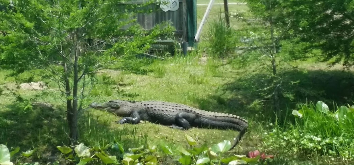 I get the feeling Charlton County isn& #39;t the most welcoming place. But it& #39;s not to be outdone by Ware County, who I& #39;m pretty sure photoshopped this flying alligator.