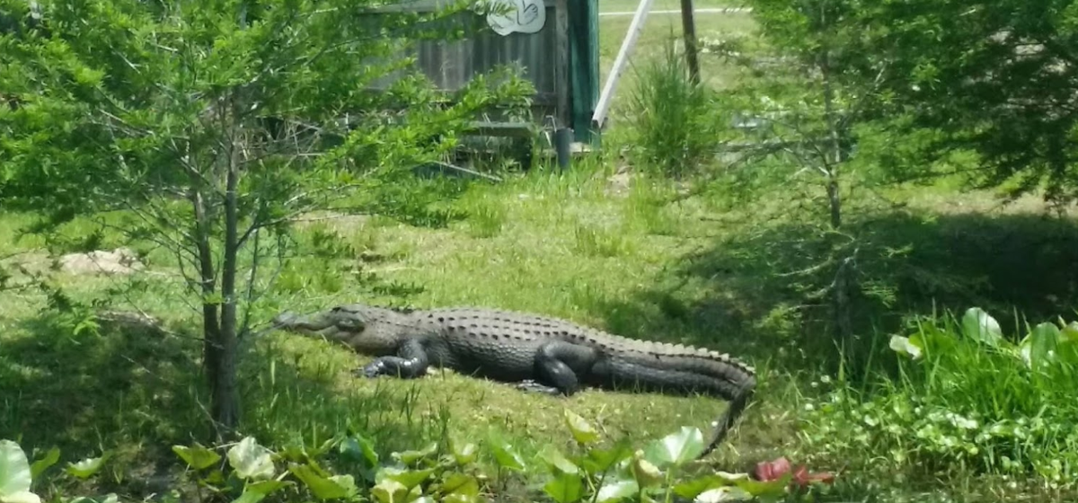 I get the feeling Charlton County isn't the most welcoming place. But it's not to be outdone by Ware County, who I'm pretty sure photoshopped this flying alligator.