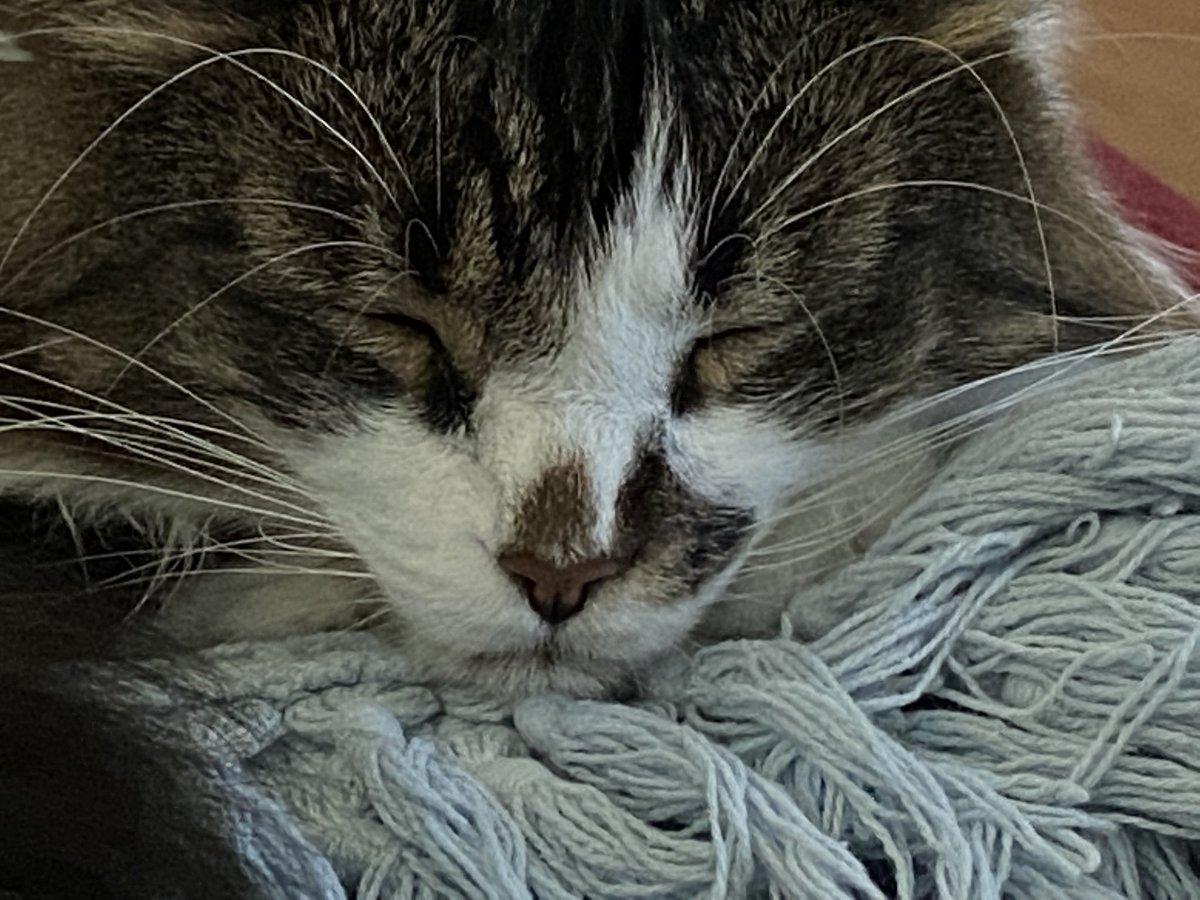 JeanetteCraig3's tweet photo. Sweet baby angel https://t.co/3JLfw30HjD
