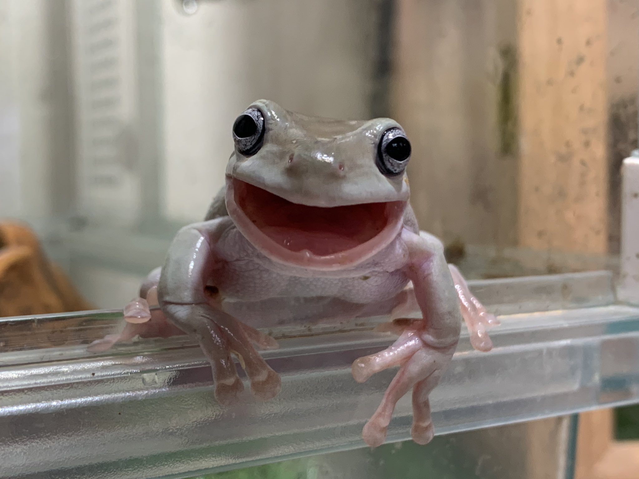 ぴよ カエルと暮らす この間イエアメガエルに指を食べられていた時 何だかザリザリした手触りがして ん はじめの感触 歯みたいな物があるのかしら と ちょっと感動でした こうして写真を見てもよくわかんないね T Co Cab2f24usr Twitter ぴよ カエルと暮らす この間イエアメガエルに指を食べられていた時 何だかザリザリした手触りがして ん はじめの感触 歯みたいな物があるのかしら と ちょっと感動でした こうして写真を見てもよくわかんないね T Co Cab2f24usr Twitter