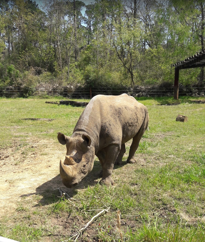 Lee County.And with that name, you're damn right this is a white rhino!