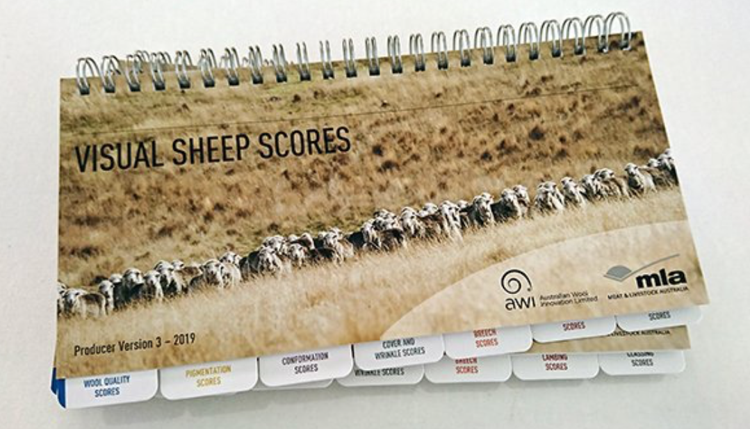 woolinnovation's tweet photo. The new Visual Sheep Scores booklet is now available: a standardised framework for assessing and scoring visual sheep traits. download: https://t.co/cXuv7IjlKM @WoolProducers @meatlivestock @ausmerinos @sheepGeekCP @SheepProducers @sheepconnectnsw @MerinoInsight @sheepsback https://t.co/uY1d64xtGF