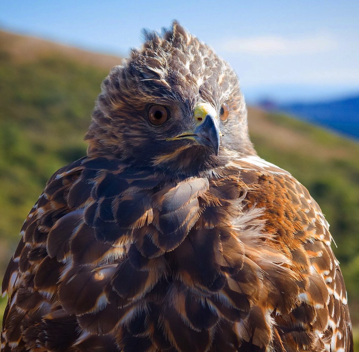 The only ‘elegans’ I need to hear about: Buteo lineatus elegans...aka western #RedShoulderedHawk