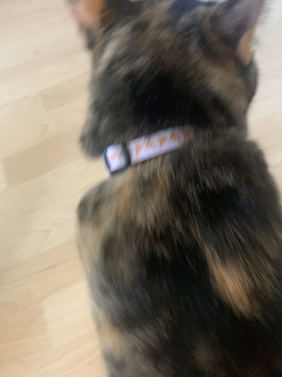 lucyloothecat's tweet photo. an PIZÁ GORL nowe 🍕 https://t.co/5b686JHISC