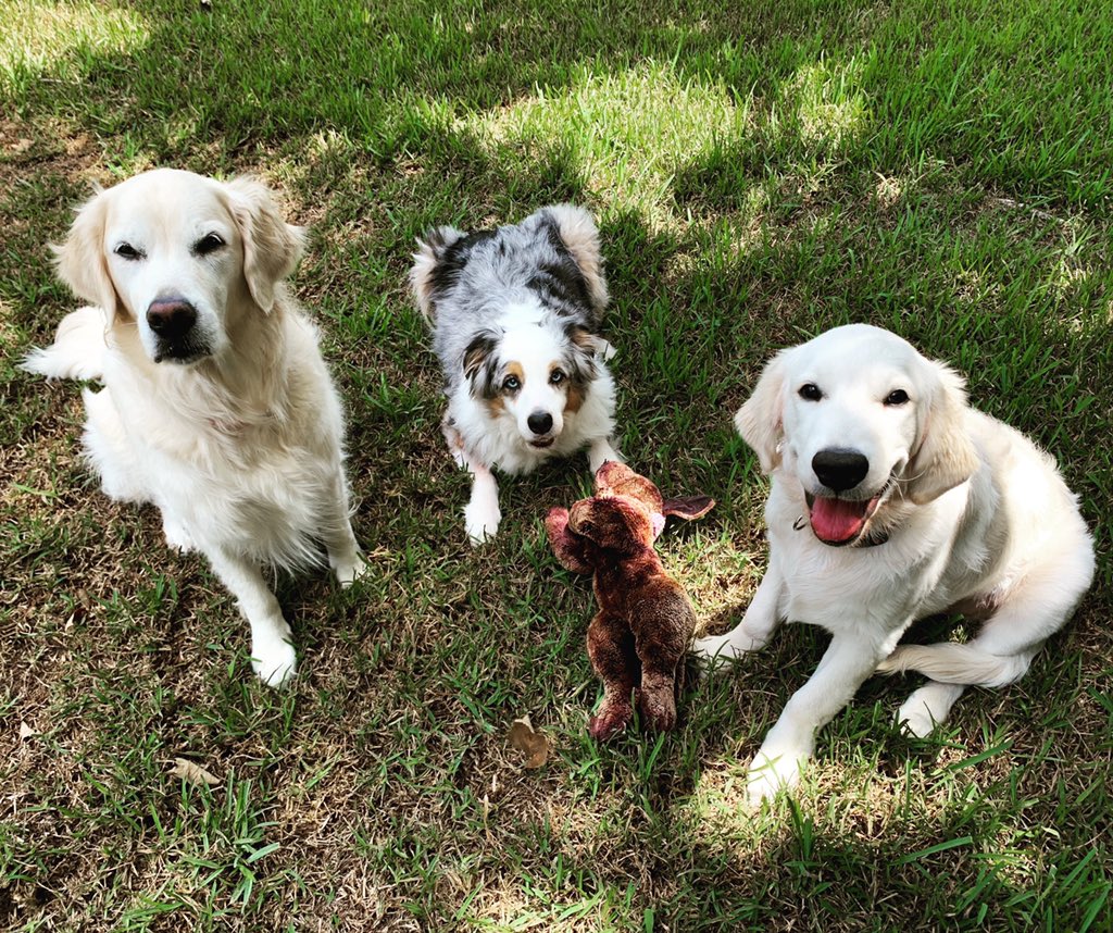 caringfurpets's tweet photo. I #love this family so much! Puppy Wally is so funny 🤣🐾💕🐾🐶 

#lovedogs #doglover #rescuedog #doglife #caringfurpets #allfurpets #doggenuis #thepetexperts #doglove #iSpeakdog #dogslivesmatter #dogtraining #doggo #dogenrichment #904dogs #goldenretriever 
#dogmom #dogsofjax https://t.co/DARiYe9WgG