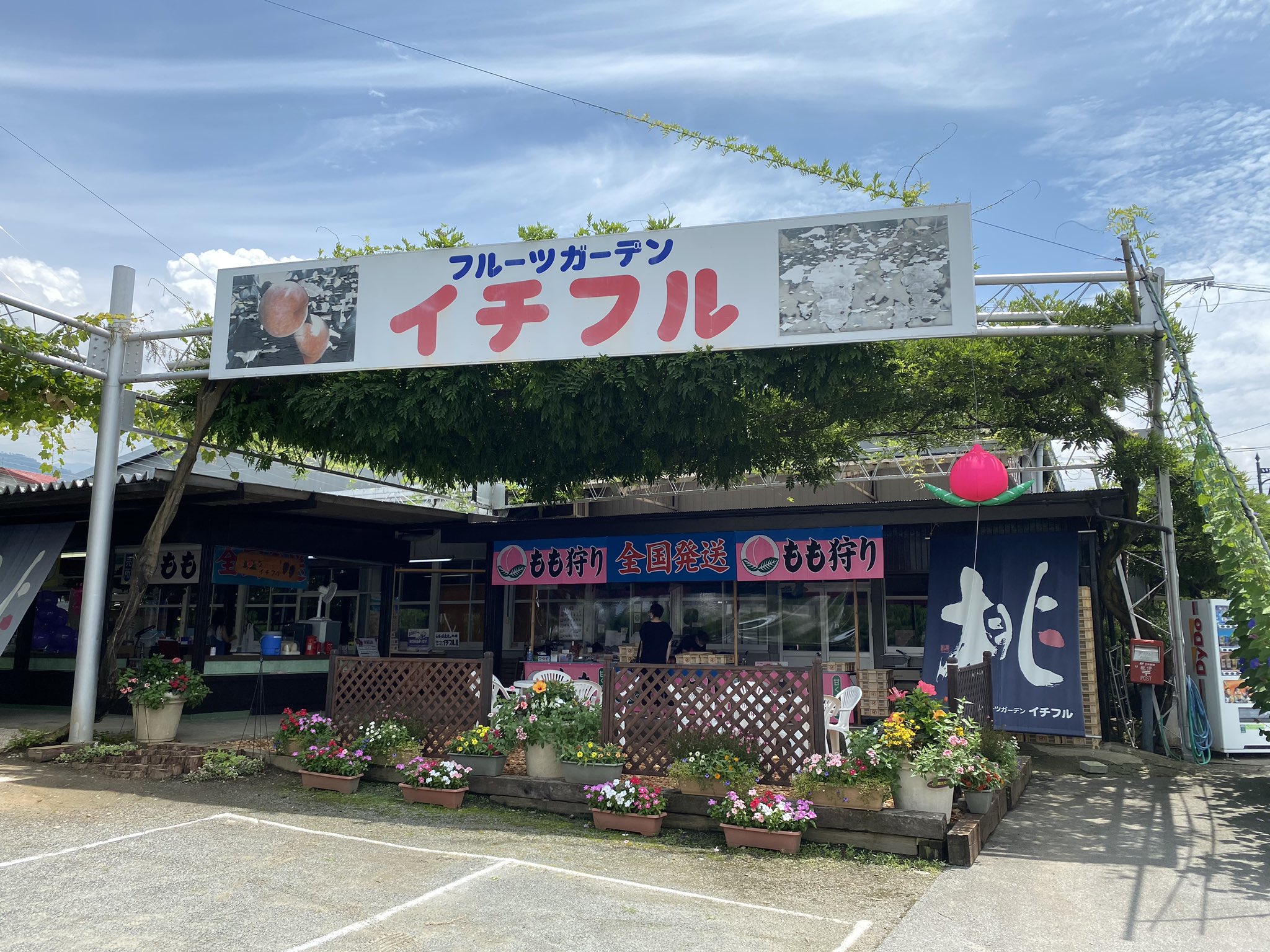 甘美おじたん めぐりんと新居浜めぐり隊 山梨で桃狩り 買い フルーツガーデンイチフル 畑で狩りはしなかったのですが 青空の下での試食は気分良く おいしいです 摘みたてのきれいでおいしい桃を買いました