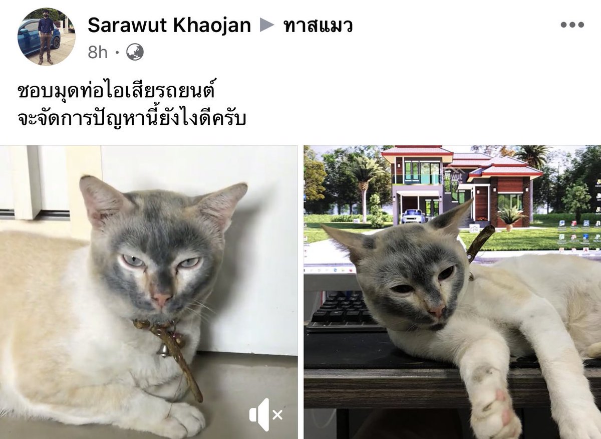 Gatoonmonpark's tweet photo. น้อง555555555555555555555555555555555555555555555555 ถ้าเป็นเจ้าของคือจะโกดก็โกดไม่ลง เห็นหน้าละหยุดขำไม่ได้ https://t.co/TU1gkxV9S3