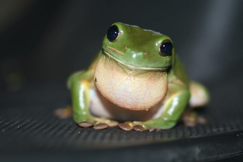 Kyle_Voltti's tweet photo. @FionaNova @AlfredoPlays Would you say this is Fredo? #FredoFrog https://t.co/h6KfSL0P8m
