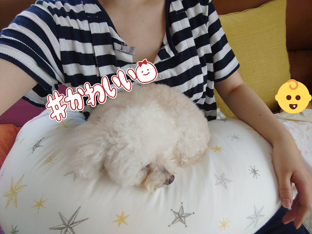 run_khk's tweet photo. 先月末、子どもが産まれたのですが
るんは無関心
ひなは興味津々
こはくは赤ちゃん返り
って感じになってます😂
自ら授乳クッションの上に乗るこはく… https://t.co/gXGBLK2oFs