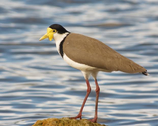 MondayStory's tweet photo. I’m calling it: 2020’s Bird of the Year is the MASKED LAPWING

- wears a mask at all times
- yells at anyone who gets too close
- first to raise the alarm against any threat &amp; let everyone else in the neighbourhood know
- raises precocial chicks so is probably tired all the time https://t.co/2nL6pQHrhW