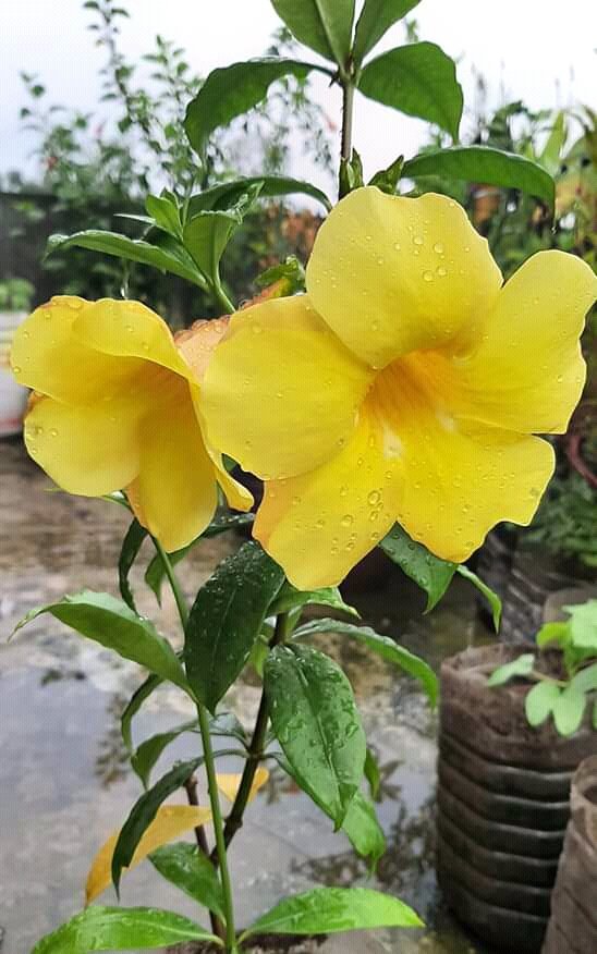 SArin07's tweet photo. *
বিমুগ্ধ নয়নে চেয়ে থাকি,
প্রকৃতি তুমি কাছে টানো এ কোন মহিমায়!

                                       __ শুভ সকাল!♥ https://t.co/VAcinnZFD0