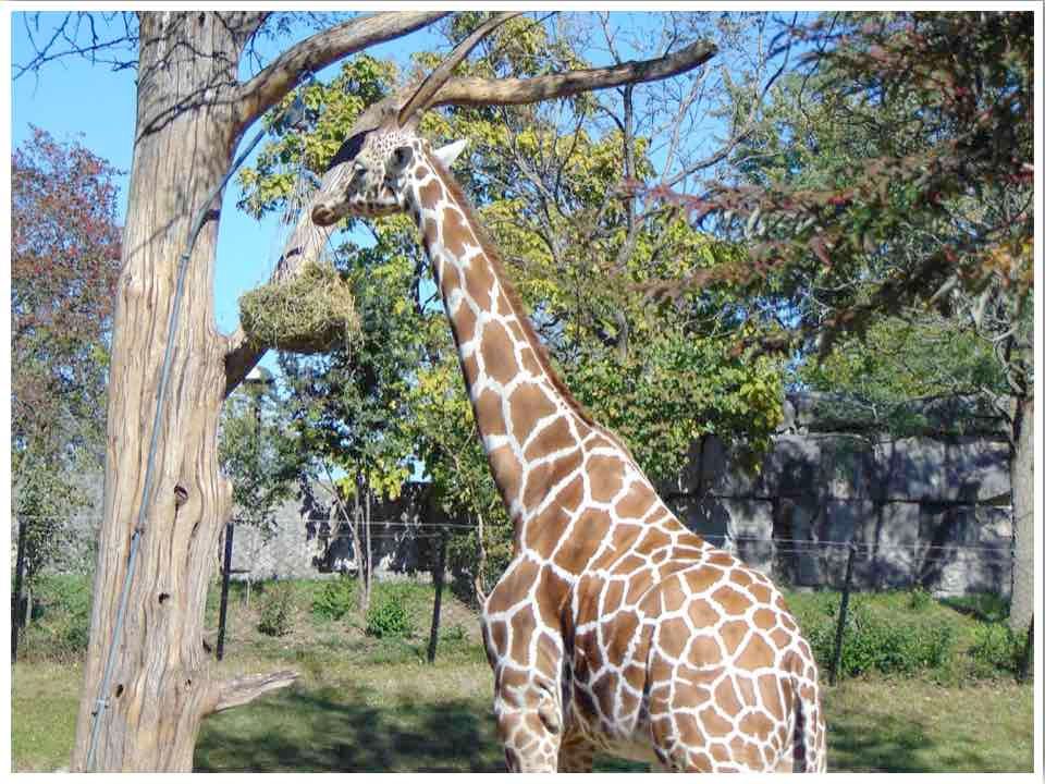 MidwestEpicure's tweet photo. Looking for outdoor activities to do this summer? These are the best #zoos to visit around the #Midwest! https://t.co/d1uXJxKLN0 via @englandandiowa #outdoorfun #MidwestTravel https://t.co/ZkoOPguPhZ