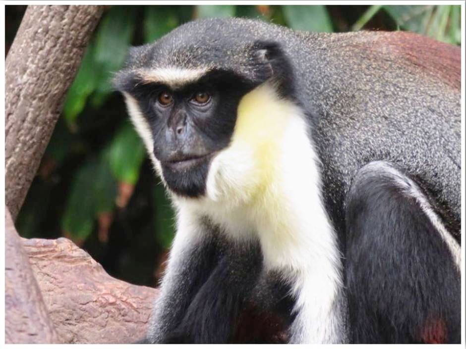 MidwestEpicure's tweet photo. Looking for outdoor activities to do this summer? These are the best #zoos to visit around the #Midwest! https://t.co/d1uXJxKLN0 via @englandandiowa #outdoorfun #MidwestTravel https://t.co/ZkoOPguPhZ