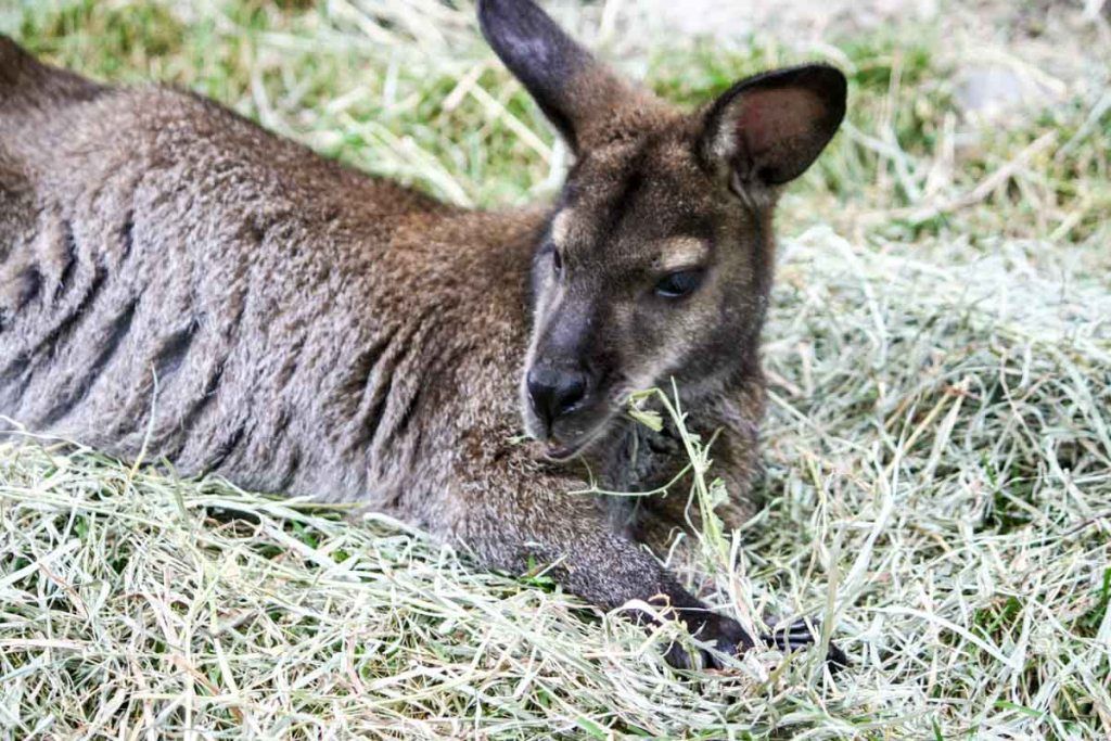 MidwestEpicure's tweet photo. Looking for outdoor activities to do this summer? These are the best #zoos to visit around the #Midwest! https://t.co/d1uXJxKLN0 via @englandandiowa #outdoorfun #MidwestTravel https://t.co/ZkoOPguPhZ