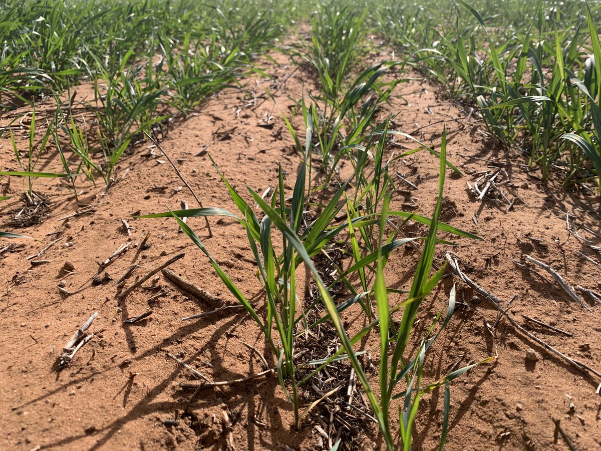 rick_rundell's tweet image. #RWA significantly higher numbers #pairedrow #infurrow liquid insecticide. Plants sitting edge of row in dry soil ⁦@jock_mcneil⁩