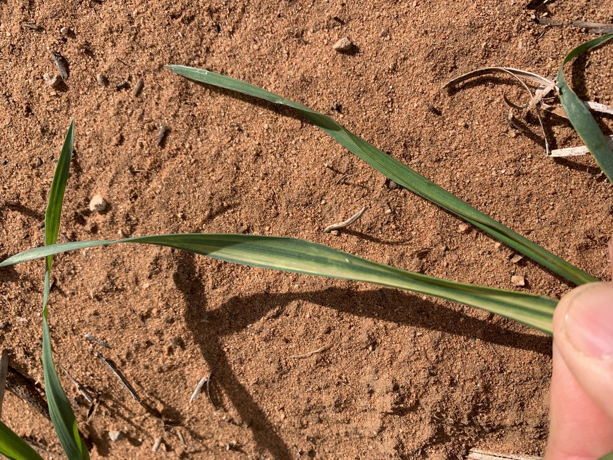 rick_rundell's tweet image. #RWA significantly higher numbers #pairedrow #infurrow liquid insecticide. Plants sitting edge of row in dry soil ⁦@jock_mcneil⁩