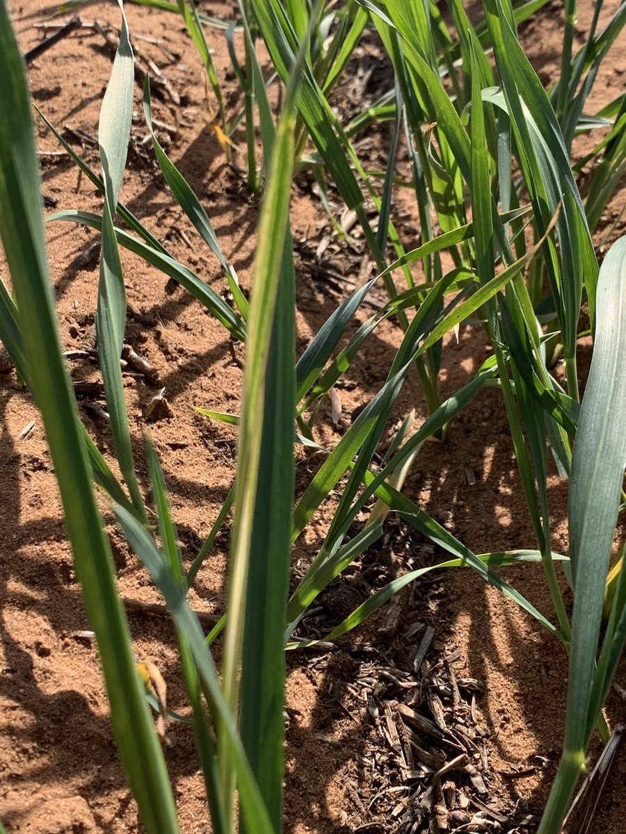 rick_rundell's tweet image. #RWA significantly higher numbers #pairedrow #infurrow liquid insecticide. Plants sitting edge of row in dry soil ⁦@jock_mcneil⁩