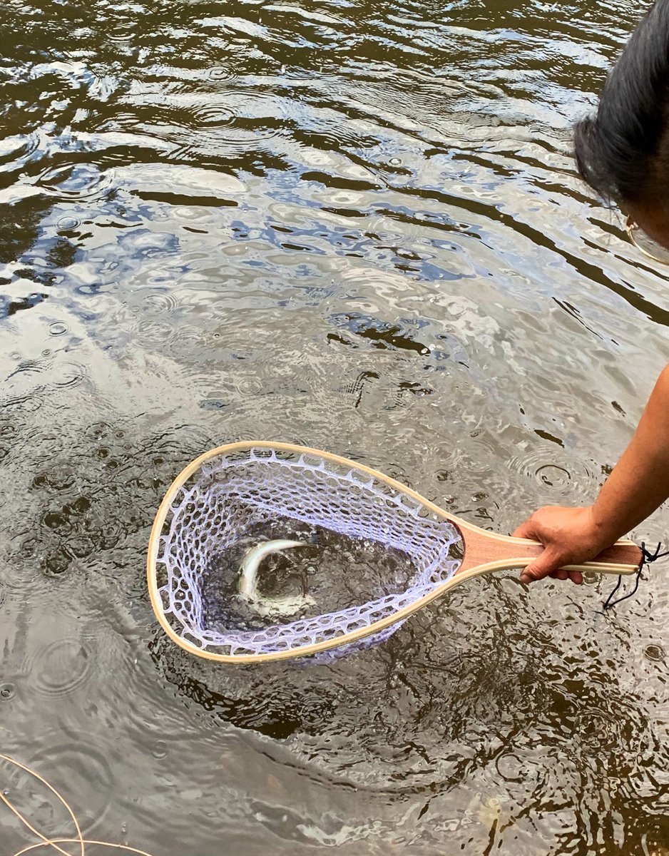 SavijShah's tweet photo. Look at this baby bow #Rainbowtrout #newmexiconm #flyfishing #catchandrelease #cimarronriver #tforods https://t.co/SML09FKyw0