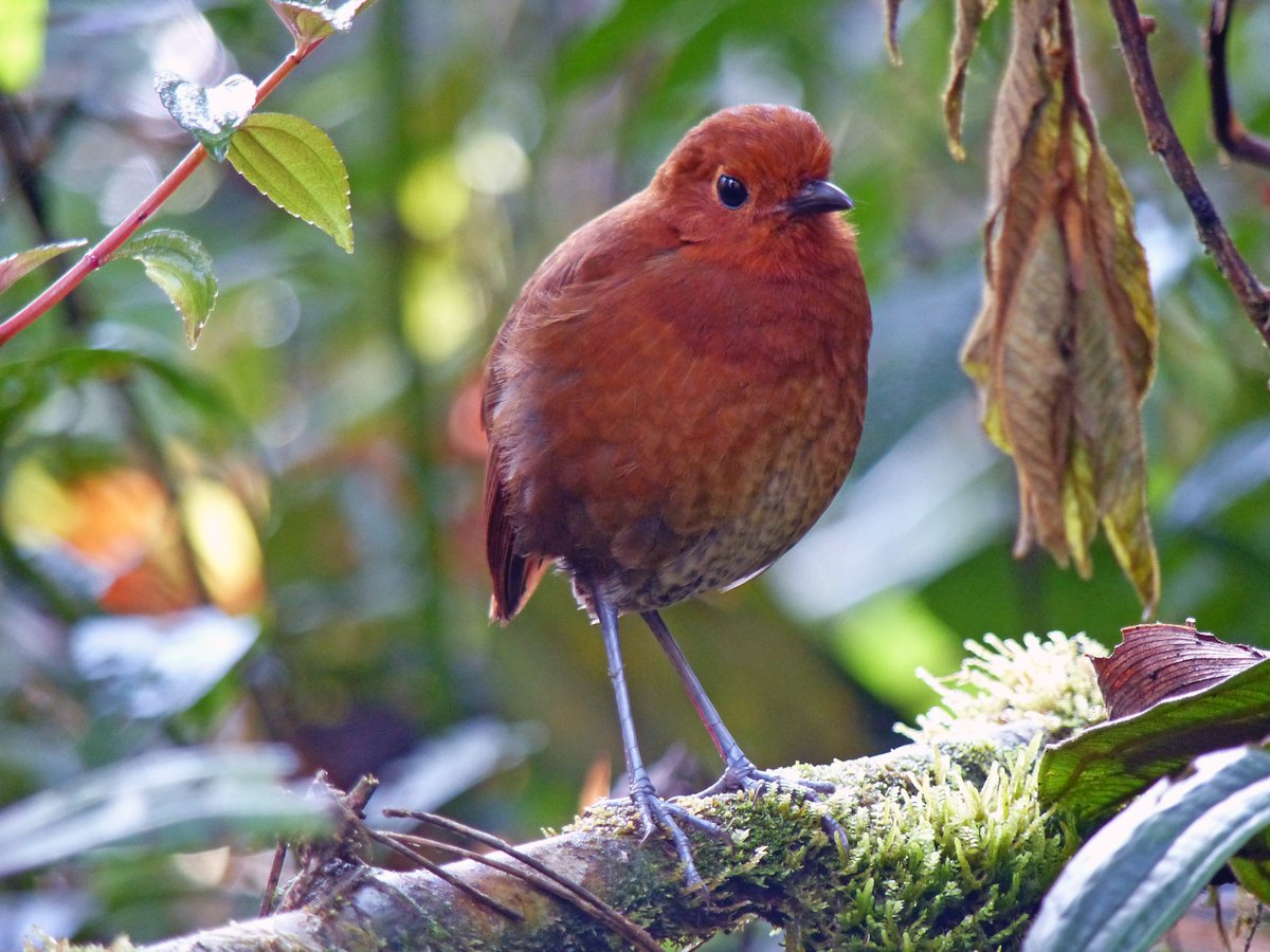 amcuervo's tweet photo. Con ustedes Chamí Antpitta (Grallaria alvarezi, sp. nov). Nueva especie de ave para la ciencia, de territorio Chamí
(foto Eddie Alvarez).

https://t.co/cpJlqeAHym https://t.co/yVodh97QOR