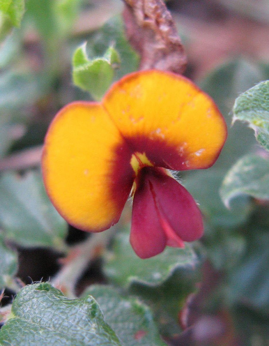 Science_DBCA's tweet photo. Creeping Brown Pea #Bossiaea reptans #Fabaceae, an Endangered legume endemic to southern WA. Taxonomic and conservation status resolved via research collaboration between Terry Macfarlane📷 #WAHerbarium, Jim Ross ex @RBG_Victoria and DBCA regional staff
https://t.co/towWnH5Ct8 https://t.co/QHgK7svFGa
