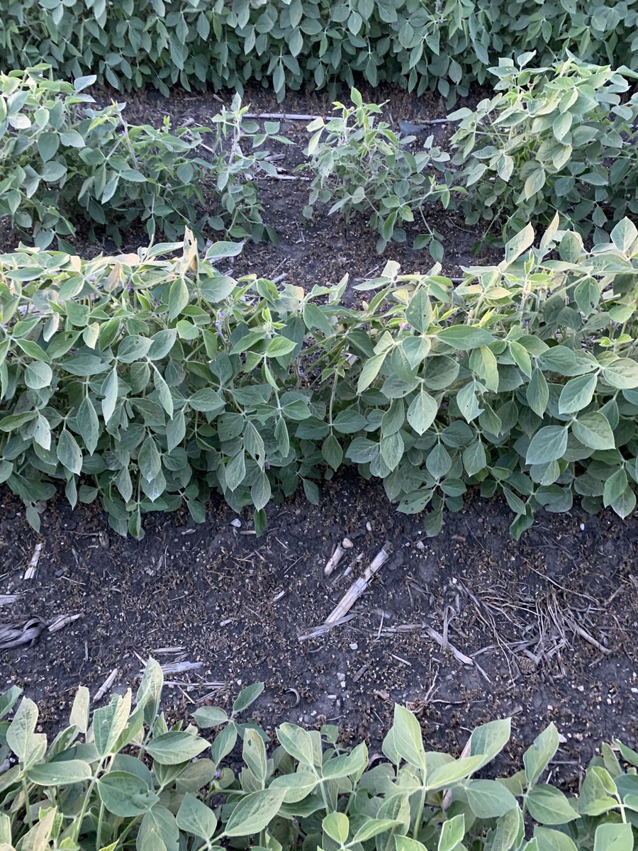 CoryLundgren1's tweet photo. The best way to control weeds is before they emerge. PPI triflurilan. Post Enlist Duo with Zidua. The light interception is huge in this area with no where near enough rain. https://t.co/mKsYgn0aon