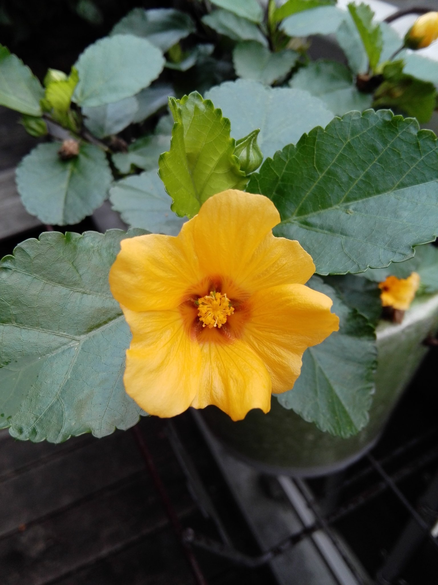 Kotaro Kubota イリマの花は繊細だけど たくましさもスゴい 育ててみるとわかるねぇ Kotaro Kubota イリマの花は繊細だけど たくましさもスゴい 育ててみるとわかるねぇ