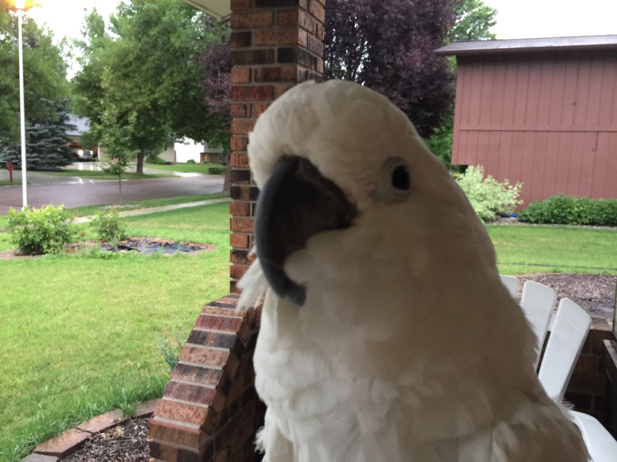 featheredfam's tweet photo. Nice rain #cockatoo #parrot #parrots #bird #birds #adopt #rainyday https://t.co/j5P9xZnHCv