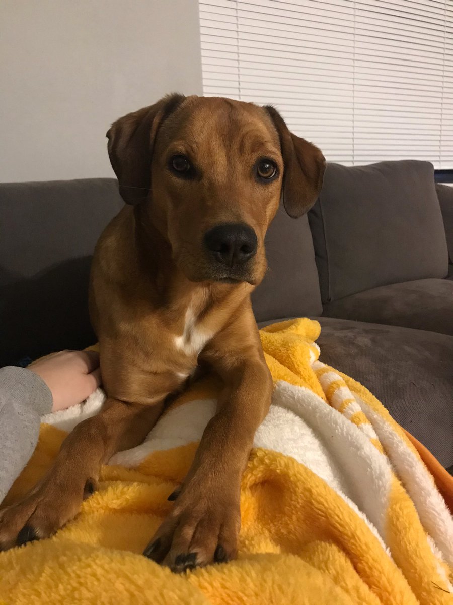 AnnaHeartsJesus's tweet photo. My dog’s name: Knoxville

What I call her: Knox, Knox-Vegas, Nozzz, Knoxy Girl.... Pinker (HAHA don’t know where that last one came from) https://t.co/r0DhNvZP8X