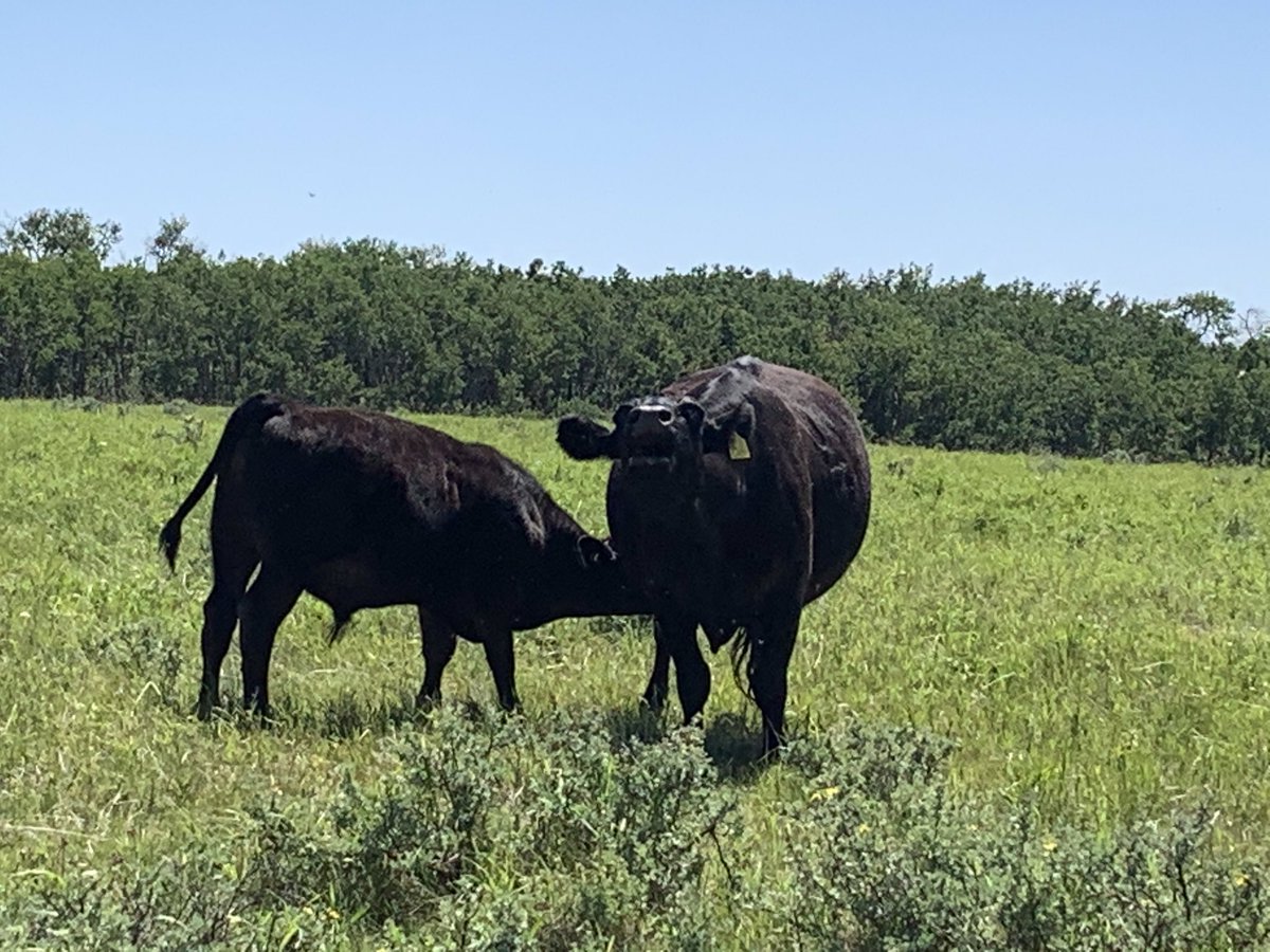 Big calf