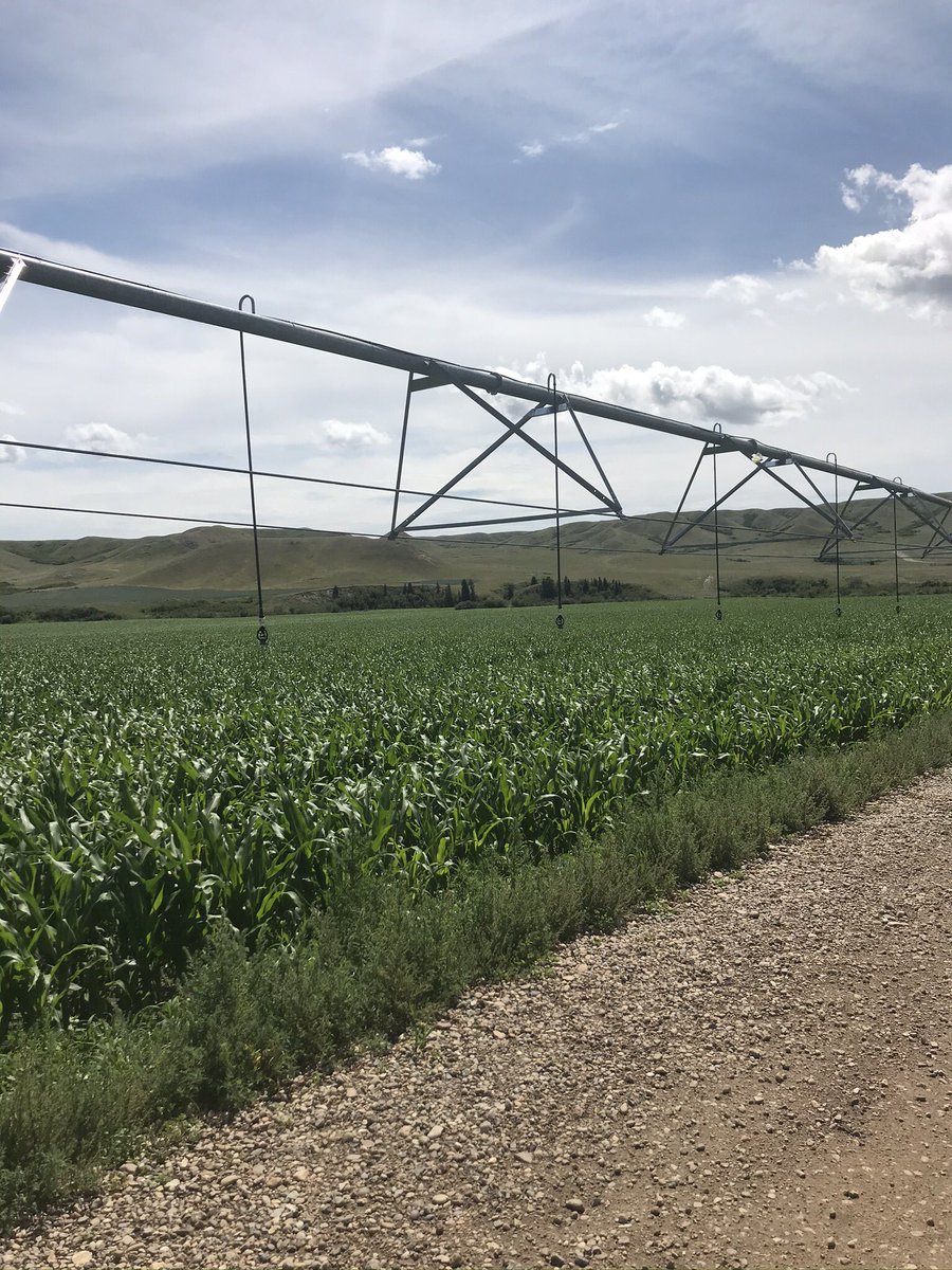Corn ahead of last year