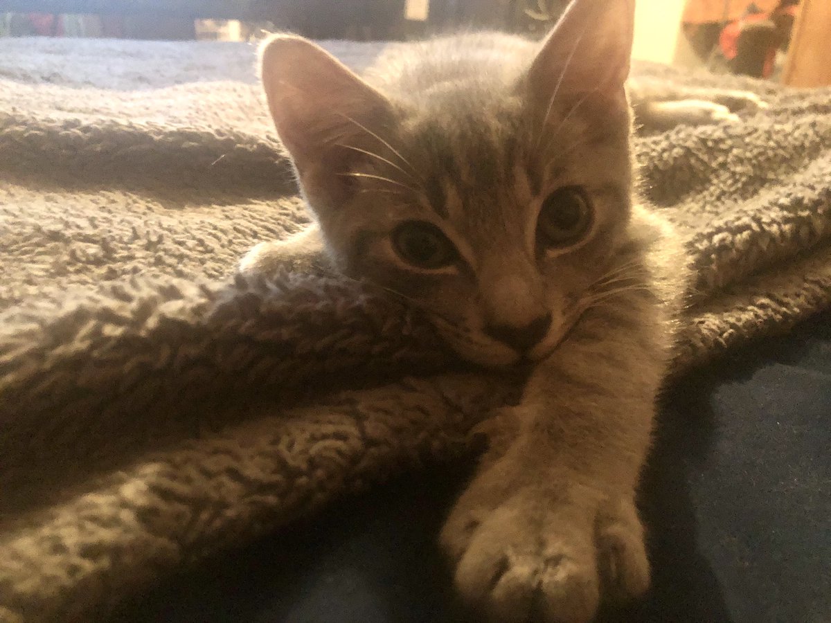 f_gardea's tweet photo. My sweetest boy, Zuzu🐱💙 https://t.co/Y7xPqS3F0z