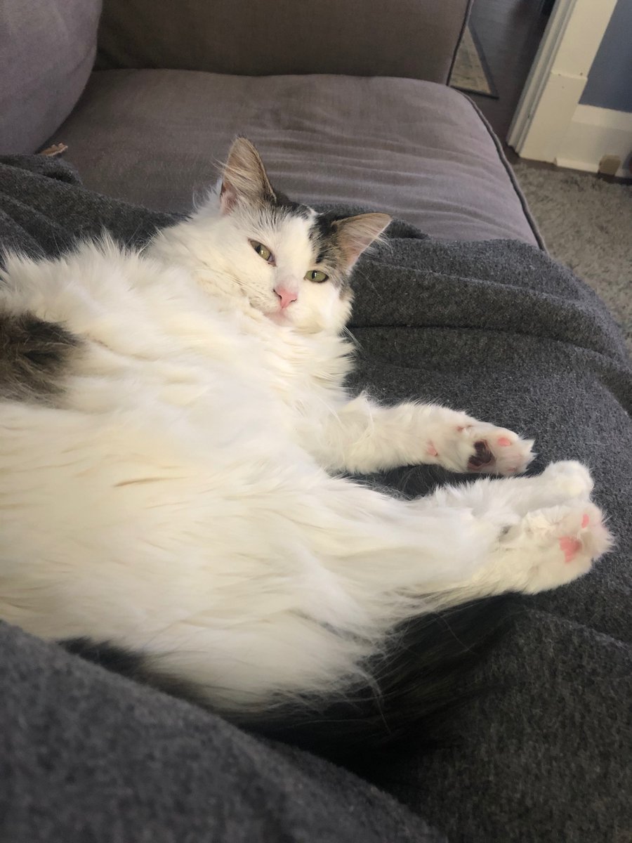 MirandaDoesLife's tweet photo. Let it be known, we DO NOT deserve animals. B has been attached to me for days, during the times I’ve been struggling and sad. These are 4 totally separate instances and she is just giving all the love. https://t.co/J2BVlqrwr6