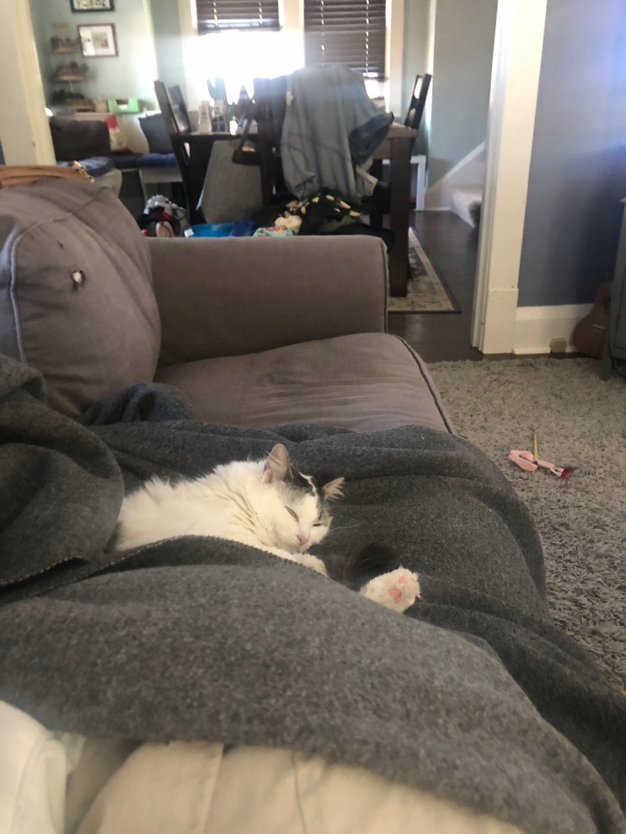 MirandaDoesLife's tweet photo. Let it be known, we DO NOT deserve animals. B has been attached to me for days, during the times I’ve been struggling and sad. These are 4 totally separate instances and she is just giving all the love. https://t.co/J2BVlqrwr6