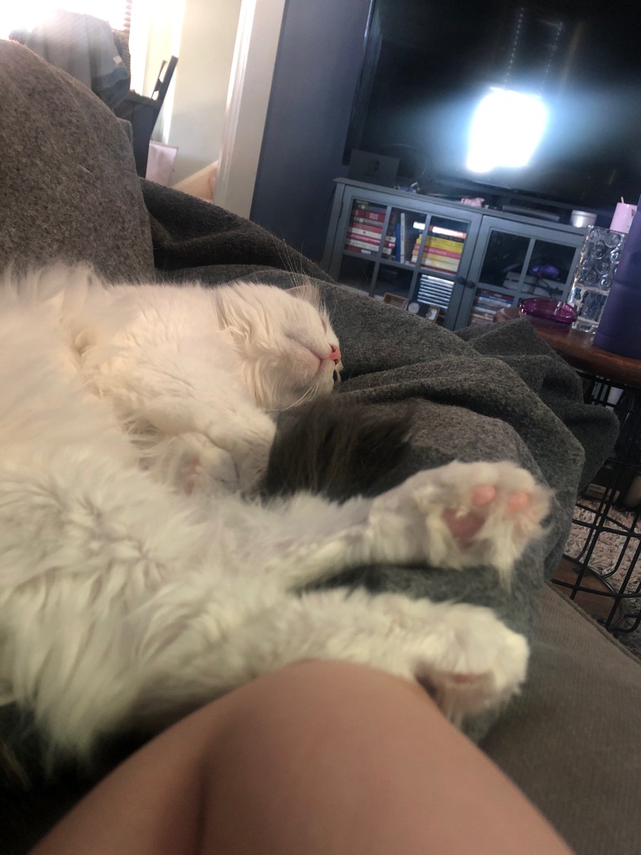 MirandaDoesLife's tweet photo. Let it be known, we DO NOT deserve animals. B has been attached to me for days, during the times I’ve been struggling and sad. These are 4 totally separate instances and she is just giving all the love. https://t.co/J2BVlqrwr6