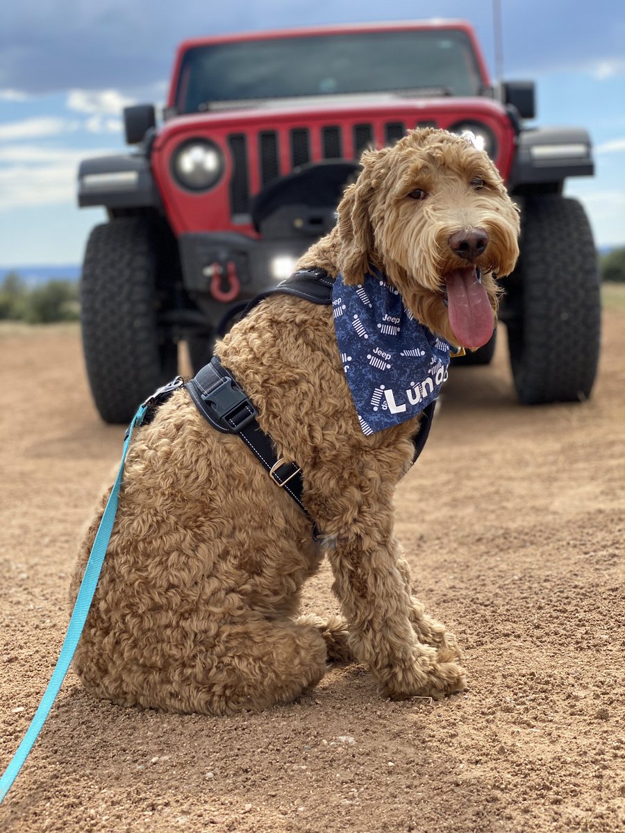 OkiShell's tweet photo. #JeepTopCanine #Contest @Jeep https://t.co/sW49CmPB1g