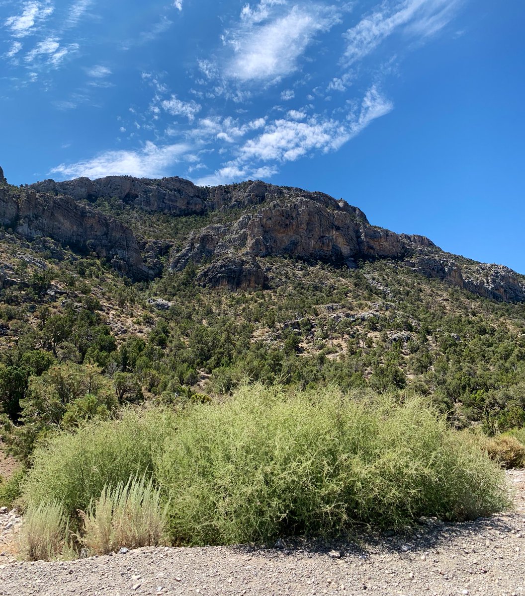 Greggyboi13's tweet photo. Been taking random trails & just getting lost outside of the city in the new rig. Went past Potosi Mine & ended up in Sandy Valley at the end! The constant change of terrain was awesome🤘🏼#WrongTurns #LivingLife #StayinOuttaTheBS
@grandmamaggss https://t.co/6VyFMbUDEo