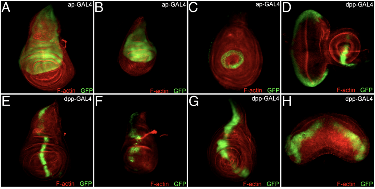 Dev_Bio_Journal's tweet photo. #DBfeatures #DBthrowback #DevBio #ICYMI 

"Transcriptional activities of the Pax6 gene eyeless regulate tissue specificity of ectopic eye formation in Drosophila" by @BonnieWeasner et al. (2009).

Read more here -> https://t.co/DhMOyJfPOS https://t.co/jL1tWi6E6l