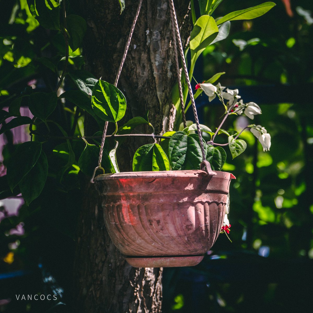 VanCOCS's tweet photo. Every sunset brings the promise of a new dawn.Β Β Β Β Β
-Ralph Waldo Emerson
#flowerpots #flowers #planters #garden #homedecor #pottery #pots #handmade #flowerpot #gardening #gardenpots #plantpots #ceramics #concretepots #plants #outdoorpots #gardendecor #balconygarden #cementpots https://t.co/Np8Mi3ke3Q
