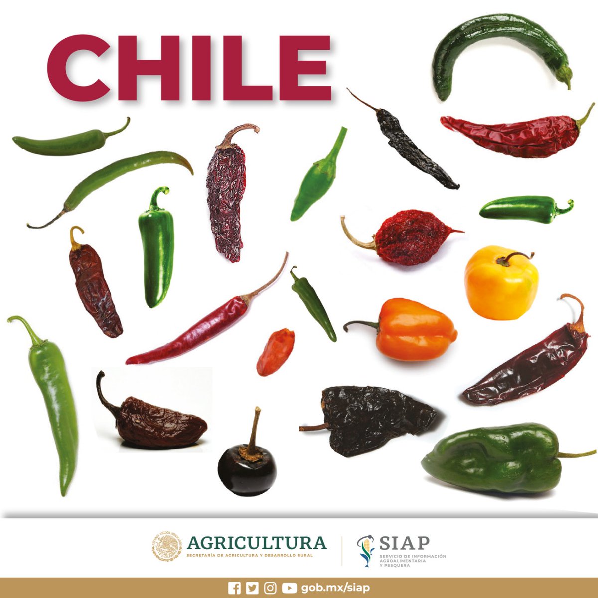 En México existen evidencias del cultivo de #Chile desde hace aproximadamente 6,000 años, el cual se extendió al resto del mundo después de la llegada de Cristóbal Colón al continente americano.