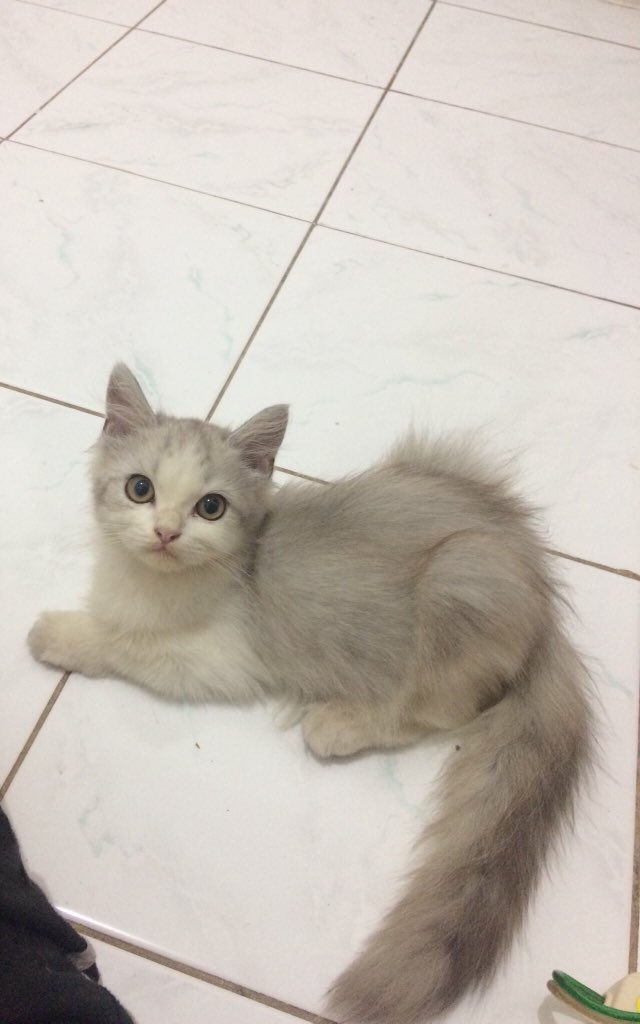 Anf! Halo aku baru aja adopt anabul cantik ini, saran nama buat dia dong, btw dia anggun banget aku babu nya insekyur 😂