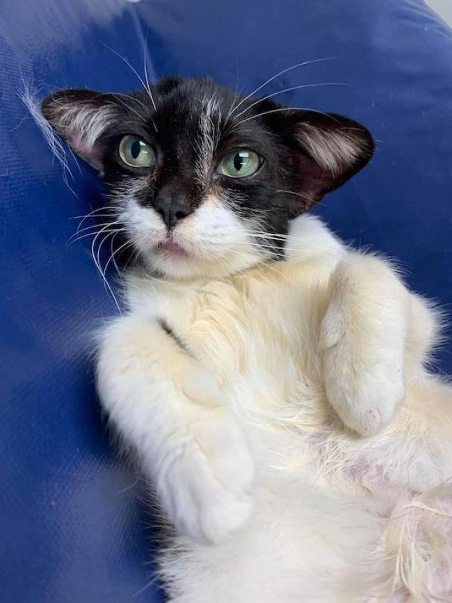 catsnkittys's tweet photo. Rescued Kitten With Adorable Ears Is So Happy to Be Loved
A young #kitten with Yoda like ears was brought into a veterinary clinic in North Carolina and instantly stole everyone's heart.
CLICK to view > https://t.co/X6iwHSybhF https://t.co/4D3Ns2PF8T