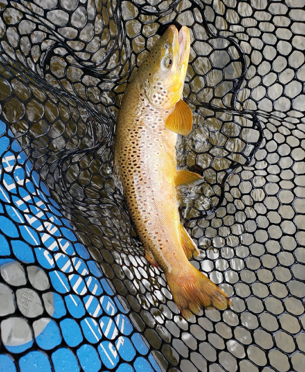 actionangler's tweet photo. Happy clients. #blackcanyon  #gunnisonriver  #gunnisongorge  #blackcanyonanglers #coloradoflyfishing #flyfishing #nature #outdoors #rossreels #scottrods #heedthecall #builtforthewild  #astral #smithoptics #hysideinflatables #chacosandals #coloradolife https://t.co/RE5b1uPokV