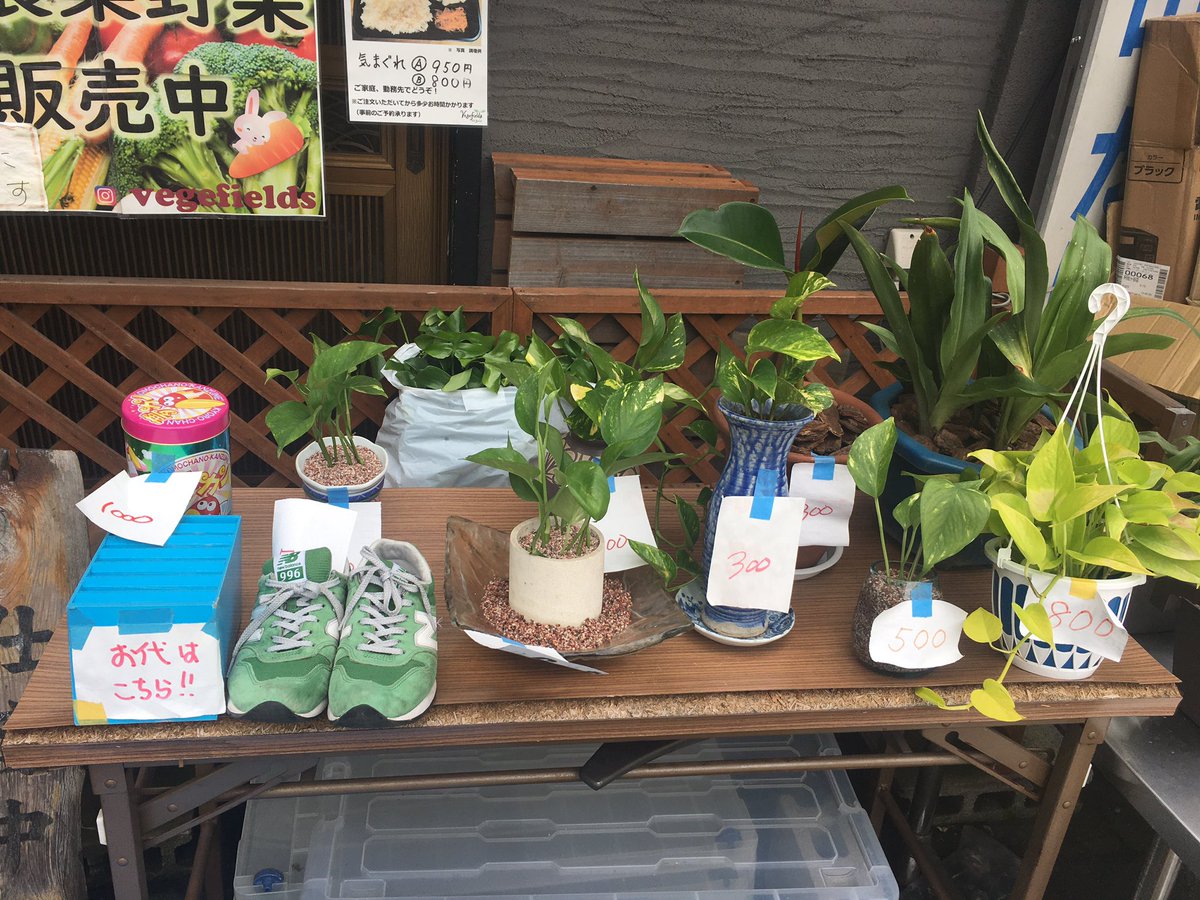 品川村 公式 旧中原街道無人販売所 営業中ーー O ちょっぴり控えめ フリマ フリーマーケット 無人販売所 旧中原街道 品川区 品川村 雑貨 リサイクル 中古 観葉植物 ポトス ガジュマル モンステラ 品川村 公式 旧中原街道無人販売所 営業中ーー O ちょっぴり控えめ フリマ フリーマーケット 無人販売所 旧中原街道 品川区 品川村 雑貨 リサイクル 中古 観葉植物 ポトス ガジュマル モンステラ