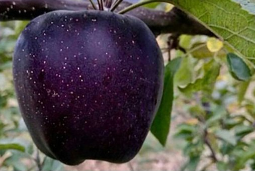 Kate Bosko On Twitter Black Diamond Apple From Mountains Of Tibet Https T Co Fbjn9fkh5w Twitter